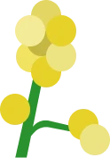 Les Mimosas logo